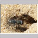 Trabantenfliege als Parasit bei Cerceris rybyensis - Knotenwespe 03.jpg